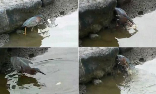 �������ػᡰ���㡱�������������Ϲ�����ͼ��