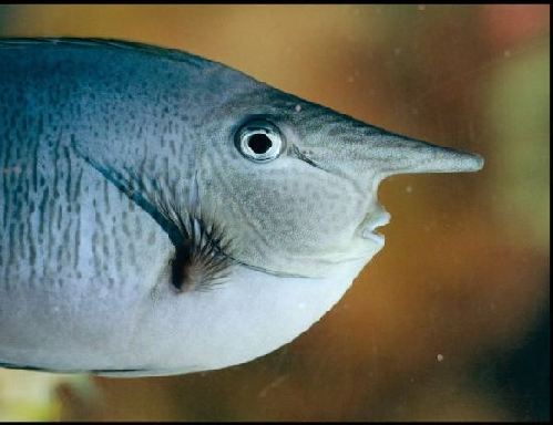 英国“独角兽”鱼长相奇特可根据水质变色(图)