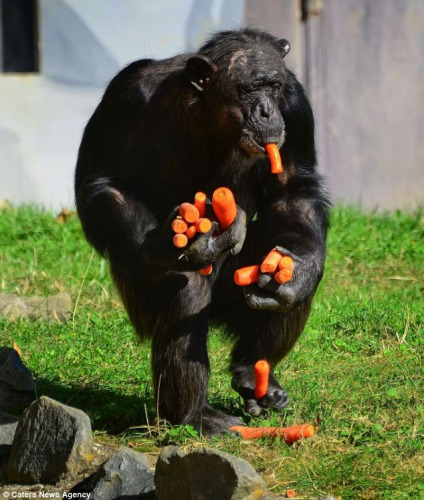 动物园一黑猩猩抢胡萝卜手口并用模样可爱（图）