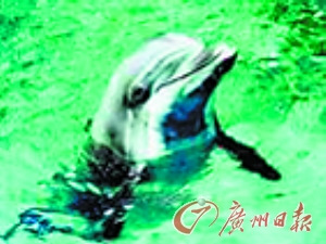 美国开发探测鱼雷机器人或致探雷海豚失业(图)