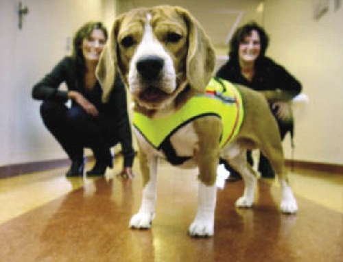 两岁猎兔犬能准确嗅出致命病菌成医生得力助手