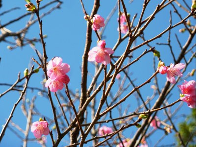 日本鹿儿岛县樱花提早绽放或受台风影响(图)