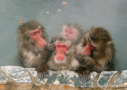 上百日本猴雪中泡温泉御寒打哈欠梳理毛发（图）