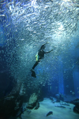 水族馆现罕见场景上万沙丁鱼上演银色漩涡(图)