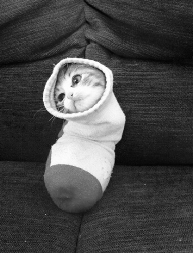 ��Сè�䲻��סè���굽�������������ȣ�ͼ��