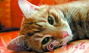 英国做趣味炒股实验小猫击败专家多赚300英镑