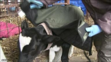 日本北海道一牧场给小牛穿防寒服御寒(图)