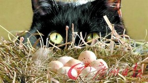 ������ר�ҳ�è�ǡ�����Ű������ȫ����è