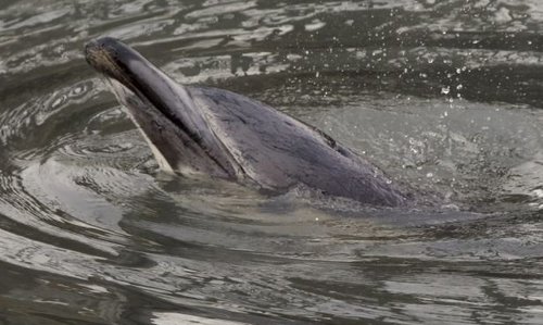 贪玩海豚被困运河丢性命河水太脏无人救援(图)