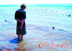 澳洲环保者用海豚幼仔将上百海豚诱离浅滩(图)