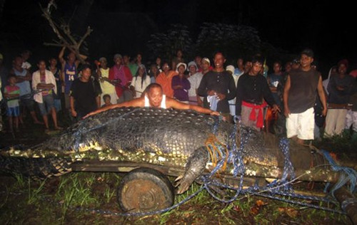 人类至今活捉的最大咸水鳄鱼在菲律宾死亡（图）