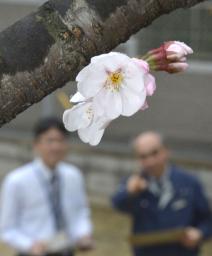日本观测到樱花初开比往年平均提前10天(图)