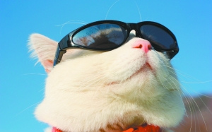 研究表明宠物猫会模仿:主人贪吃猫也会变胖(图)