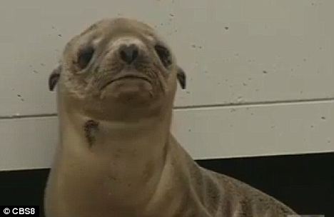 ���ݺ����������������ֻ����С��ʨ��ǳ��ͼ��