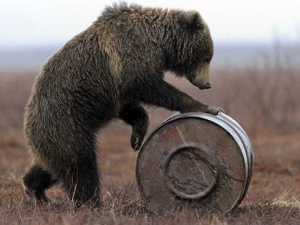 俄罗斯棕熊对汽油味上瘾怀抱油桶爱不释手（图）