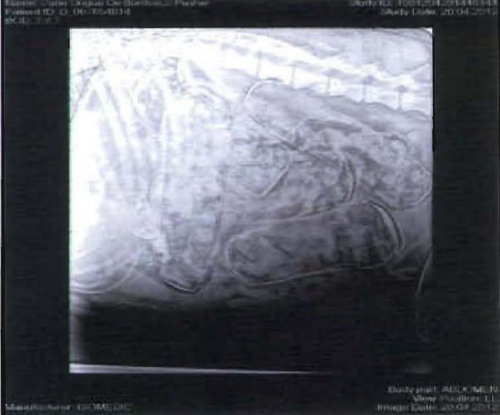 意大利破获利用狗走私毒品案毒贩逼狗吞毒入腹