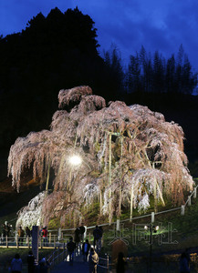 福岛“三春泷樱”夜间亮灯寄托重建愿望(图)