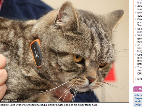 英国人新发明可掌握爱猫一天行踪:早6点出门抓鸡