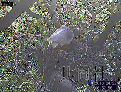 日本环境省称佐渡放飞朱鹮孵化出2只雏鸟死亡