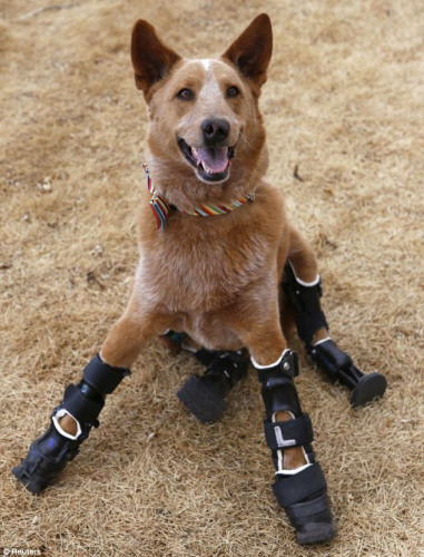 宠物犬冻伤四肢均遭截肢安假肢后能跑能跳(图)