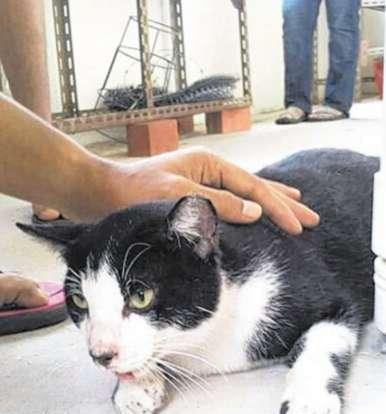 因为好玩新加坡14岁恶少将猫从10楼阳台抛下