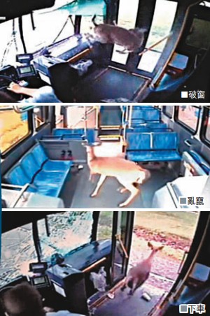 美国一小鹿破窗闯公车惊恐乱窜找出口(图)