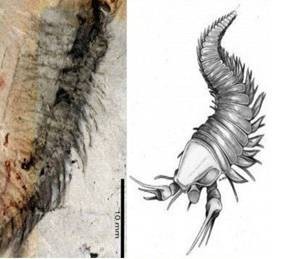 Ӣ���ֹ����ﻯʯ���ơ������ְ��»�����ͼ��