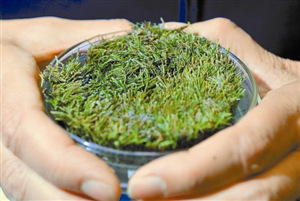 冰封400年苔藓“起死回生”复苏后蓬勃生长(图)