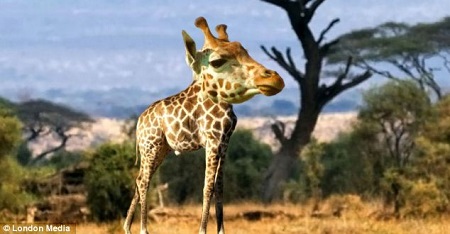 ��û�������ޡ����ˣ�PS����Ϊ�����������ͼ��