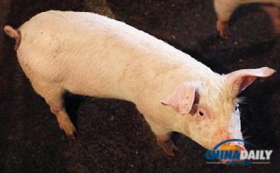 猪流行性腹泻病毒已蔓延美国13个州不会传染人