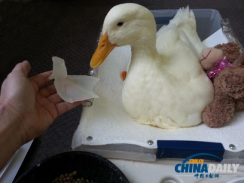 3D打印制作假肢助左脚畸形小鸭正常行走(图)