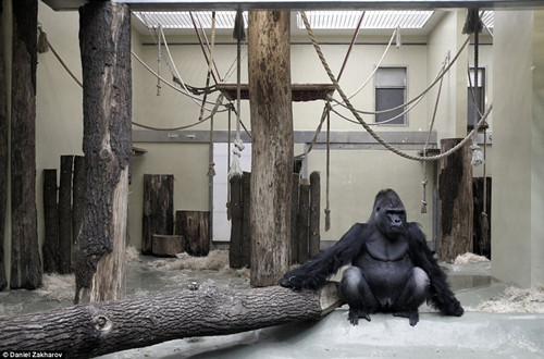 动物园里的“悲惨”生活:大猩猩坐地板表情呆滞