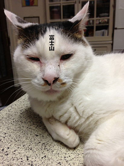 日本老猫额前花纹似富士山远看如中分老头(图)