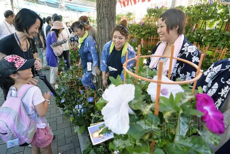 日本东京牵牛花市开市摆满15万盆各色鲜花（图）