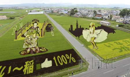 日本展示稻田艺术彩色水稻绘出巨型梦露(图)