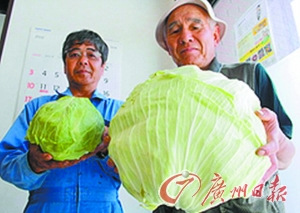日本核辐射污染致果蔬变怪物长相惨不忍睹(图)(2)