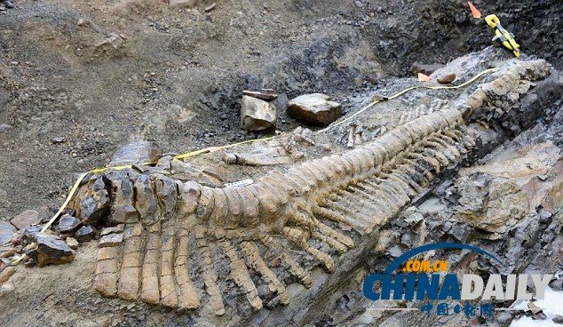 墨西哥沙漠发现罕见恐龙尾巴化石距今7200万年