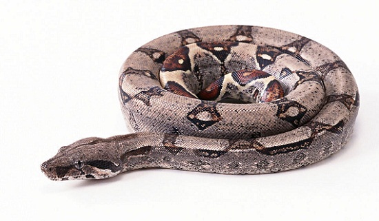 ���ô�������������������ͯ���ұ�������ͼ��