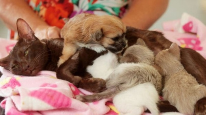 猫狗一家亲英国母猫给小狗喂奶视如己出(图)