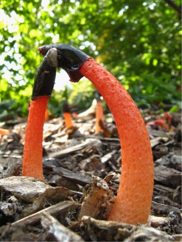 Ī˹�ƽ����ֶ�����Ģ�������������ʳ��ͼ��