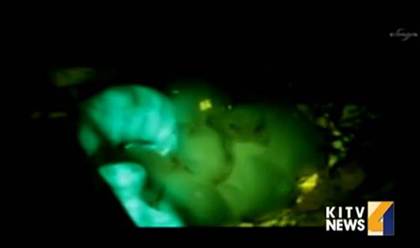 С����ֲ̥��ˮĸ����ڰ��б���ӫ���ã�ͼ��