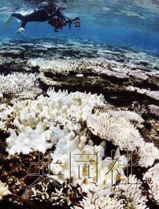 日本冲绳海域持续高温或导致珊瑚白化死亡(图)