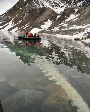长须鲸遭北极熊啃光巨大椎骨淹没在水底(图)