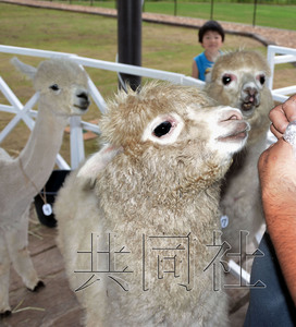 日本动物支援协会借“神兽”羊驼鼓励灾民（图）