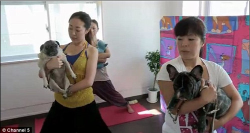 全球最奢华宠物:狗狗做瑜伽鸭子穿时装走猫步