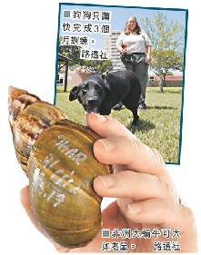 非洲大蜗牛入侵美国当局花600万美元清缴(图)