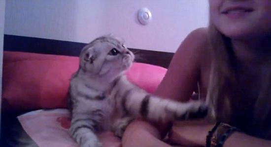 小猫卖萌“调戏”女主人获甜吻羡煞众男(组图)