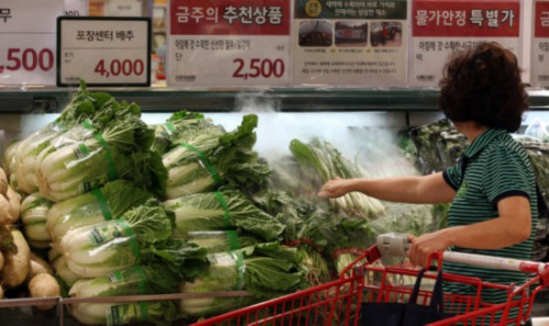 酷暑导致韩国白菜价格大幅上涨每棵22元(图)