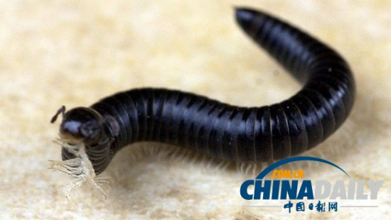 澳两火车相撞或因数百条千足虫潜伏铁轨所致(图)