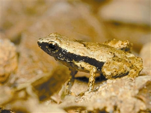 塞舌尔无耳青蛙用嘴巴“听”音